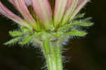 Tennessee purple coneflower